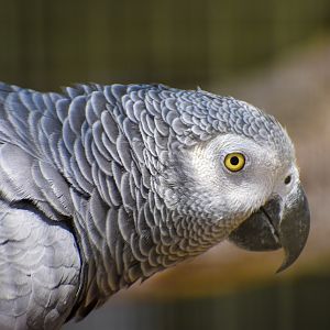 African Grey Parrot (Psittacus erithacus)