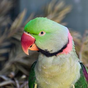 Alexandrine Parakeet (Psittacula eupatria)