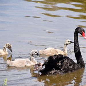 Black Swan Cygnets