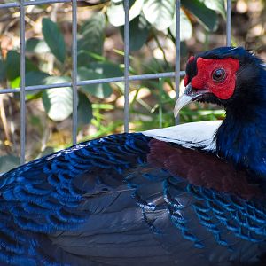 Swinhoe's Pheasant (Lophura swinhoii)