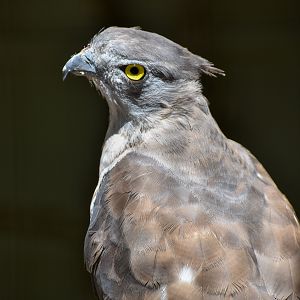 Pacific Baza (Aviceda subcristata)