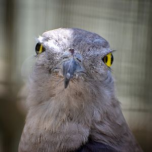 Pacific Baza (Aviceda subcristata)
