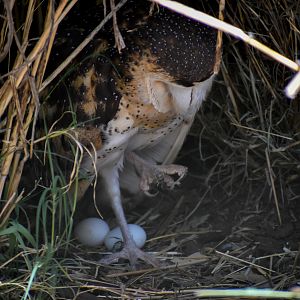 Grass Owl Eggs