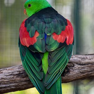 Crimson-winged Parrot (Aprosmictus erythropterus)