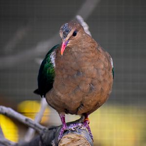 Pacific Emerald Dove (Chalcophaps longirostris)