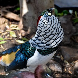Lady Amherst's Pheasant (Chrysolophus amherstiae)