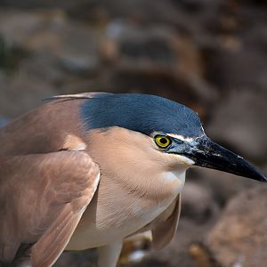 Nankeen Night Heron (Nycticorax caledonicus)