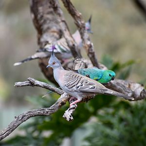 Crested Pigeon (Ocyphaps lophotes)