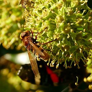 Hornet hoverfly, Paignton, September 2021