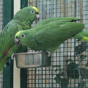 Natterer's Amazons (Amazona ochrocephala nattereri), September 2021