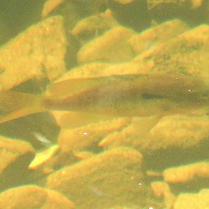 Red breasted sunfish