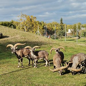 Northern blue sheep/Bharal