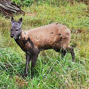 Taiga Musk Deer