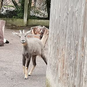 Chinese Goral