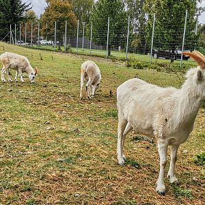 Dall's Sheep
