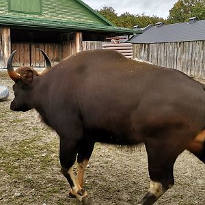 Indian Gaur
