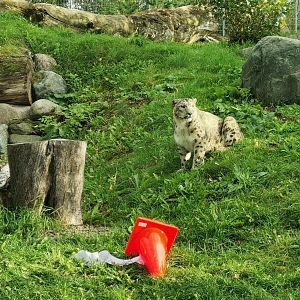 Snow Leopard