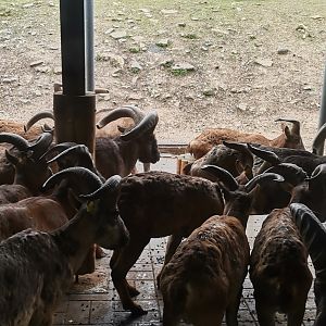 Dagestan Tur Bachelor herd