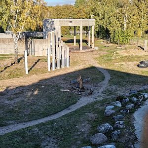 African Elephant yard