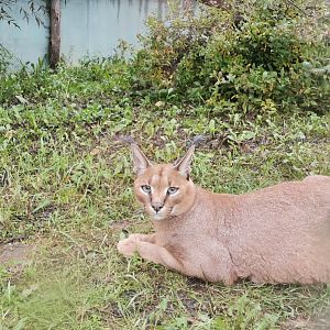 Caracal