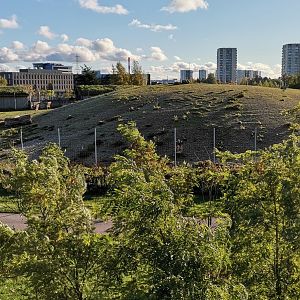 Dagestan Tur female herd enclosure