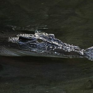 Saltwater crocodile (Crocodylus porosus)