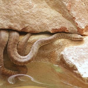 Stimson's Python (Antaresia stimsoni)