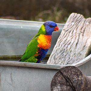 wild - Rainbow Lorikeet (Trichoglossus moluccanus)