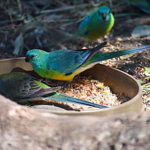 Red-rumped Parrots (Psephotus haematonotus)