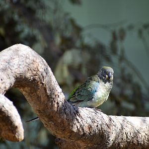 Red-rumped Parrot (Psephotus haematonotus)