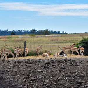 Blackbuck Herd