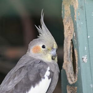 Cockatiel (Nymphicus hollandicus)