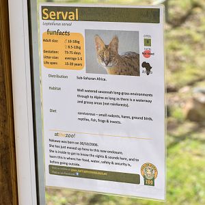 Serval Sign