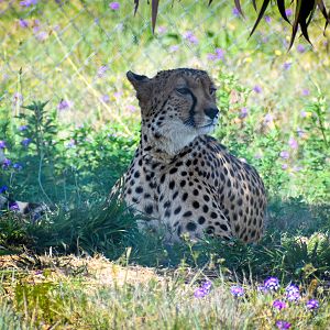 Cheetah (Acinonyx jubatus)