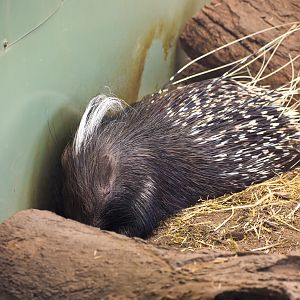 Cape Porcupine (Hystrix africaeaustralis)