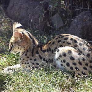 Serval (Leptailurus serval)