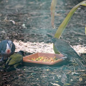 Australasian Figbirds (Sphecotheres vieilloti) and Luzon Bleeding-Heart (Gallicolumba luzonica)
