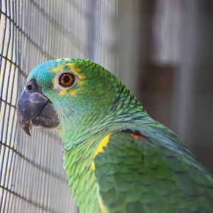 Blue-crowned Amazon Parrot (Amazona aestiva)