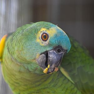 Blue-crowned Amazon Parrot (Amazona aestiva)