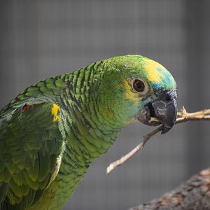 Blue-crowned Amazon Parrot (Amazona aestiva)