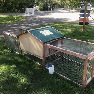 Petting Zoo- Domestic Rabbit Exhibit