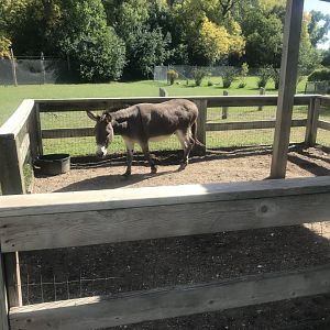 Petting Zoo- Domestic Donkey Exhibit