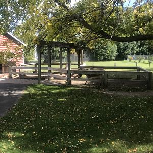 Petting Zoo- Domestic Donkey Exhibit