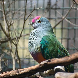 Rose-crowned Fruit Dove (Ptilinopus regina)