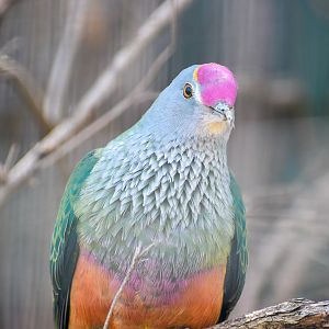 Rose-crowned Fruit Dove (Ptilinopus regina)
