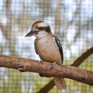 Laughing Kookaburra (Dacelo novaeguineae)