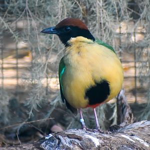 Noisy Pitta (Pitta versicolor)