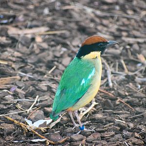 Noisy Pitta (Pitta versicolor)