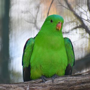 Crimson-winged Parrot (Aprosmictus erythropterus)