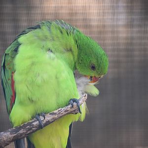 Crimson-winged Parrot (Aprosmictus erythropterus)